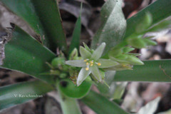 Chlorophytum heynei